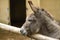 Gray Italian Sardinian Donkey