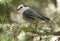 Gray Jay