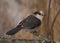 Gray Jay