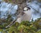 Gray jay