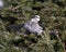 Gray Jay bird stock photos. Gray Jay close-up profile view landing on a fir tree branch with spread wings in its environment and