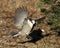 Gray Jay bird stock photos. Gray Jay close-up profile view landing on ground with spread wings in its environment and habitat,