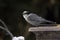 Gray Jay, Camp Robber or Canada Jay