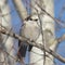 Gray Jay Canada Jay perisoreus canadensis