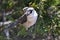 Gray Jay perched on a cedar twig