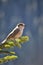 Gray Jay perched on a spruce branch