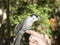 Gray Jay perching on a finger.