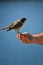 Gray Jay perching on an outstretched hand, facing away from the camera.