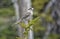 Gray Jay perching on a spruce twig