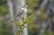 Gray Jay perching on a spruce twig