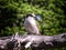 Gray Jay perching on a weathered, dead branch