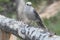 Gray Jay Perisoreus canadensis