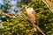 Gray Jay Perisoreus canadensis