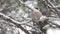 A Gray Jay, Perisoreus canadensis, in falling snow in Algonquin in Ontario