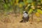 A Gray Jay Perisoreus canadensis on the ground in Algonquin Provincial Park, Canada in autumn