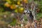 Gray Jay Perisoreus canadensis inflight in Algonquin Provincial Park