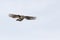 Gray Jay Perisoreus canadensis inflight in Algonquin Provincial Park, Canada