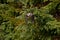 Gray Jay Perisoreus canadensis inflight in Algonquin Provincial Park, Canada