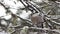 Gray Jay, Perisoreus canadensis, puffs his feathers in Algonquin in Ontario