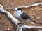 Gray Jay, Perisoreus canadensis, Strathcona Provincial Park, Vancouver Island, BC, Canada