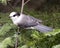 Gray Jay photo stock. Grey Jay close-up profile view on a fir tree branch with a blur background in its environment and habitat,