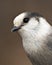 Gray Jay photo stock. Grey Jay headshot close-up profile view with a blur background in its environment and habitat, displaying