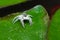 Gray jumping spider eating a fly on a house wall in Italy