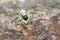 Gray jumping spider eating a fly on a house wall in Italy