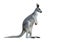 Gray kangaroo