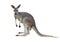 Gray kangaroo