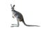 Gray kangaroo isolated