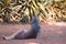 Gray kangaroo in the wild