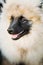 Gray Keeshound, Keeshond, Keeshonden Dog German