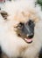 Gray Keeshound, Keeshond, Keeshonden Dog (German Spitz) Wolfspitz