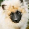 Gray Keeshound, Keeshond, Keeshonden Dog (German Spitz) Wolfspitz