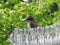 Gray King Bird on a chain link fnce