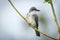 Gray Kingbird