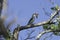 Gray Kingbird catching a butterfly