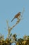 Gray Kingbird is perched on the limb or trunk of a tree