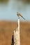 Gray Kingbird is perched on the limb or trunk of a tree