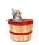 Gray kitten in apple basket