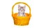 Gray kitten in a basket