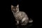 Gray Kitten on Black Background