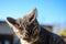 Gray kitten on a blue sky background