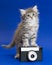 Gray kitten and camera