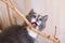 Gray kitten chews a house plant closeup