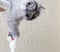 Gray kitten closeup. Little grey turkish angora kitten playing with white mouse toy. World Pet Day