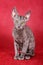 Gray kitten Cornish Rex cat sits on a red background
