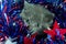 Gray kitten and Fourth of July decorations