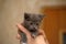 Gray kitten in hands, tenderness and care